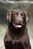 LABRADOR 739